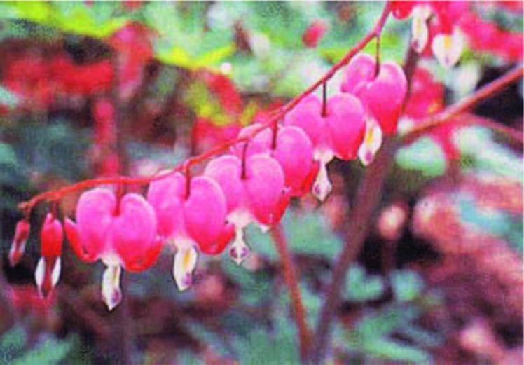 Tiny blood red flower with long flower head.