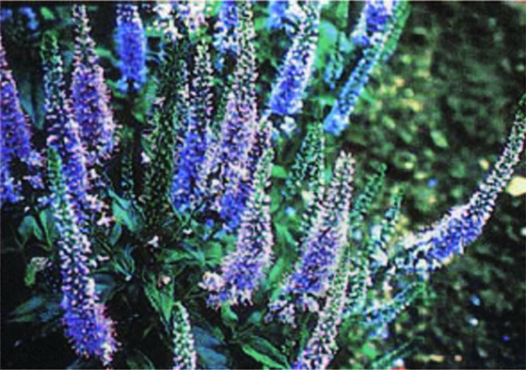 spike-like racemes covered by tiny, star-shaped flowers in a  shade of violet-blue.