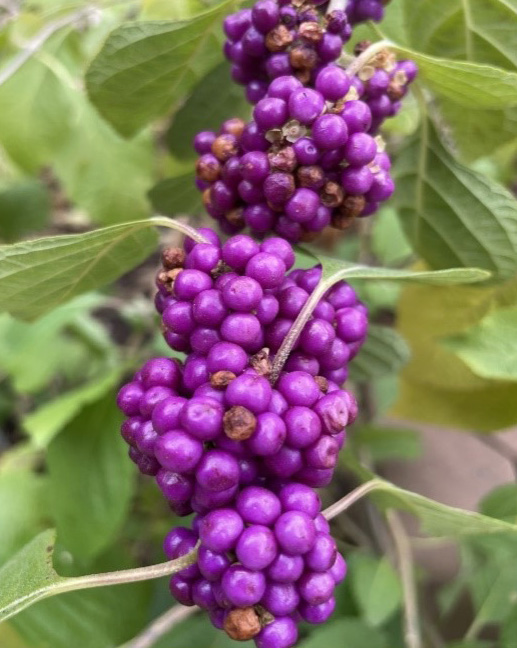 A Guide to Selecting, Harvesting and Preserving Woody Ornamental Cuts