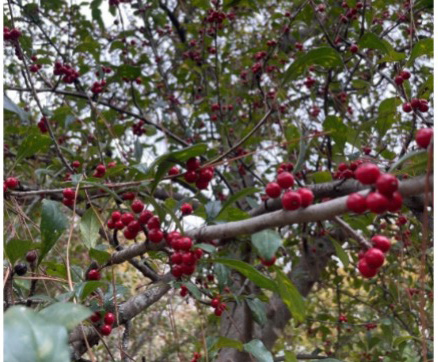 A branch with red berries.