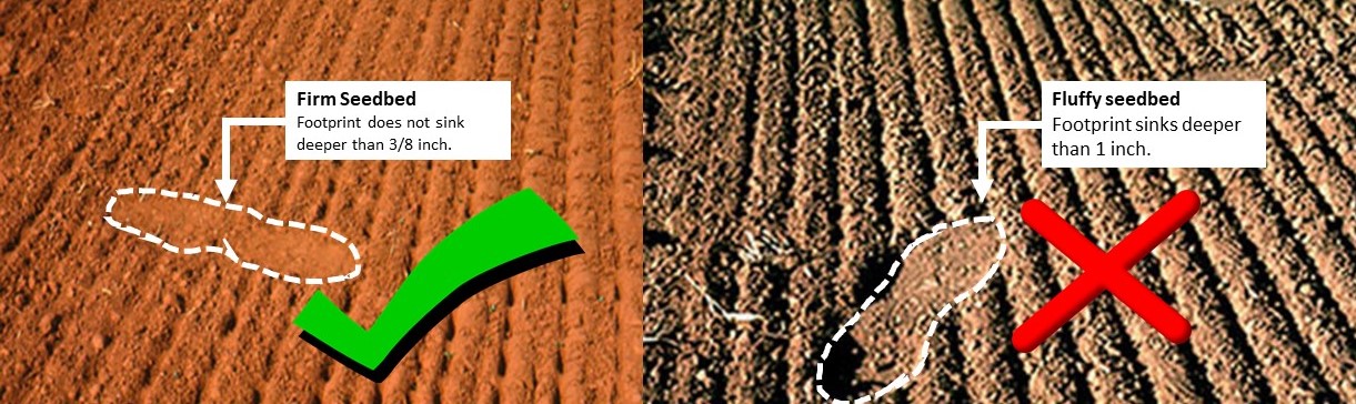 Firm seedbed – desirable (left) vs. fluffy seedbed – undesirable (right)