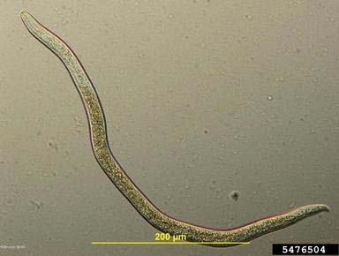 Microscopic view of a stem nematode 