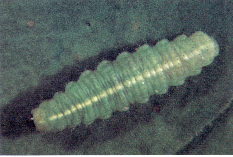Alfalfa weevil larvae.