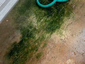 Large spots of algea growth on the bottomside of a bench