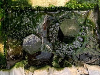 Green algae growing in a container