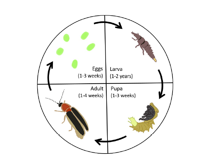 A diagram of the circle of life for fireflies, with the egg process lasting 1-3 weeks, Larva process lasting 1-2 years, Pupa lasting 1-3 weeks and Adult for 1-4 weeks.