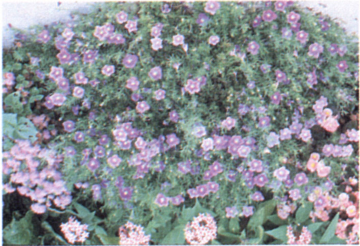 Cup Flowers Cup Flowers