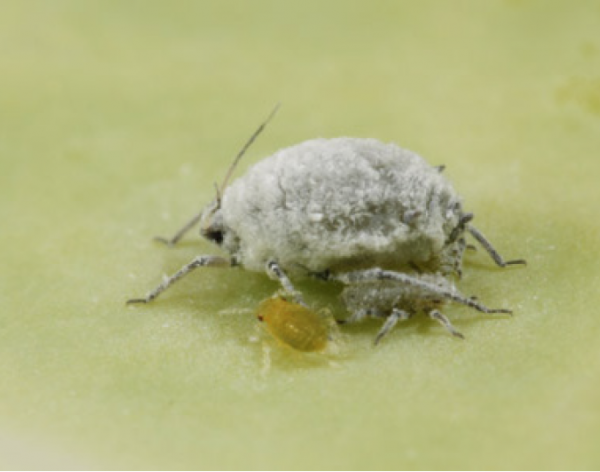Cabbage aphid adult and nymphs