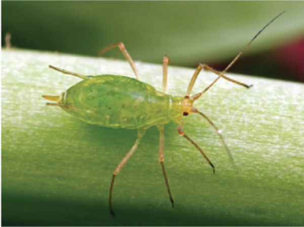 Green peach aphid.
