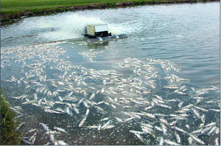 In this image dead fish are shown as the result of poor water quality.