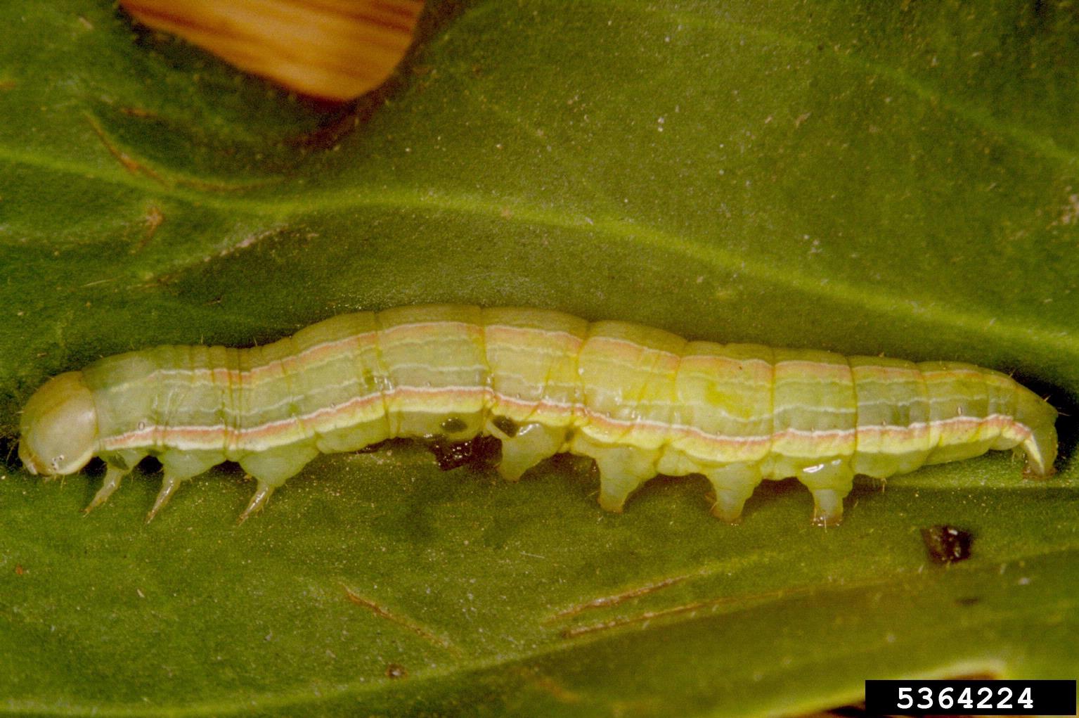 Beet armyworm caterpillar on a leaf.