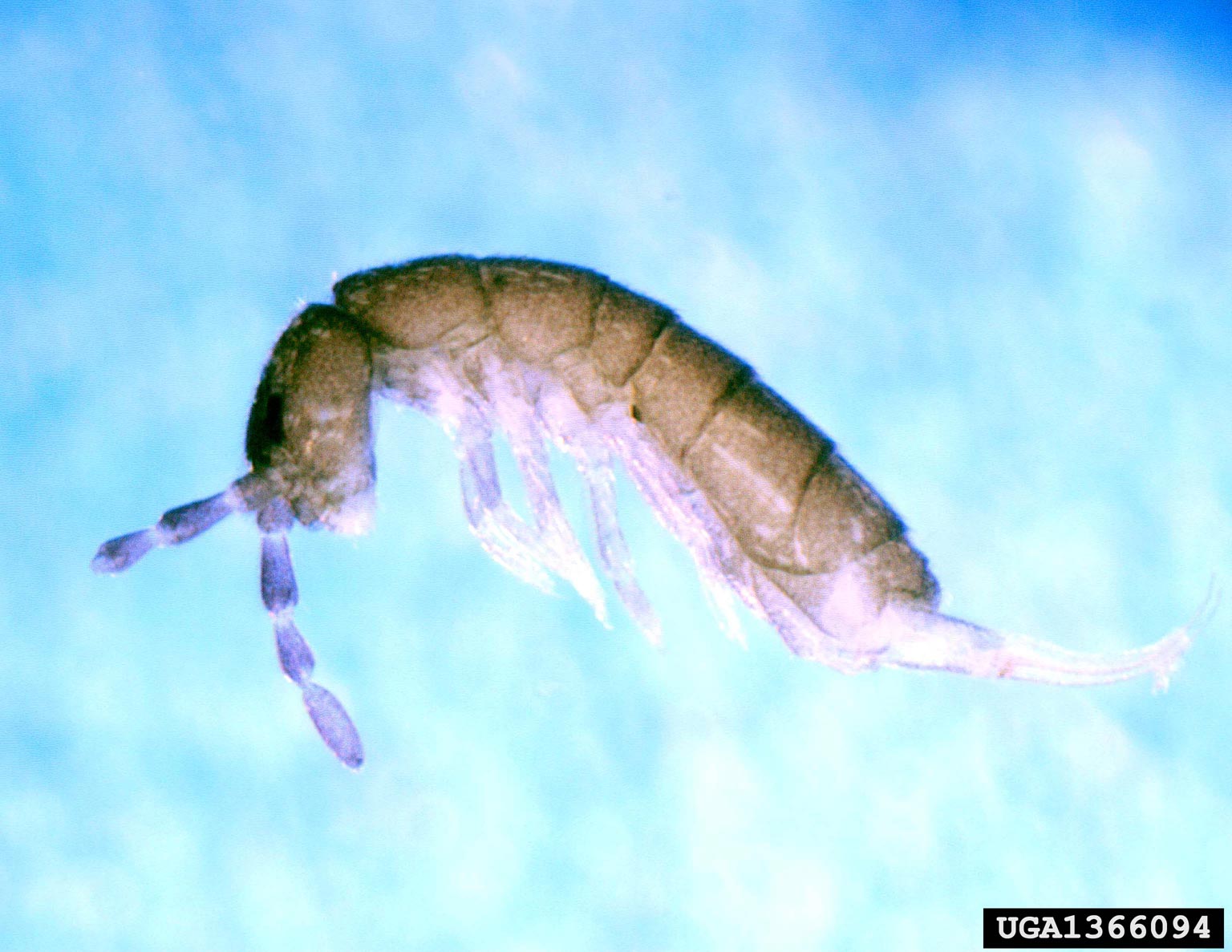 An example of a springtail.