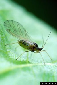Green peach aphid winged adult.