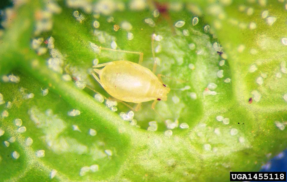 Green peach aphid wingless adult.