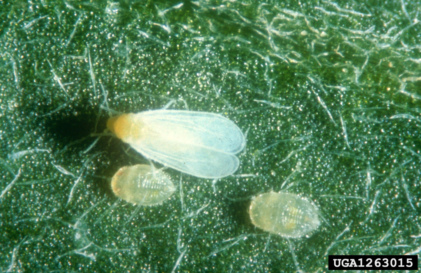 Greenhouse whitefly adult and larvae.