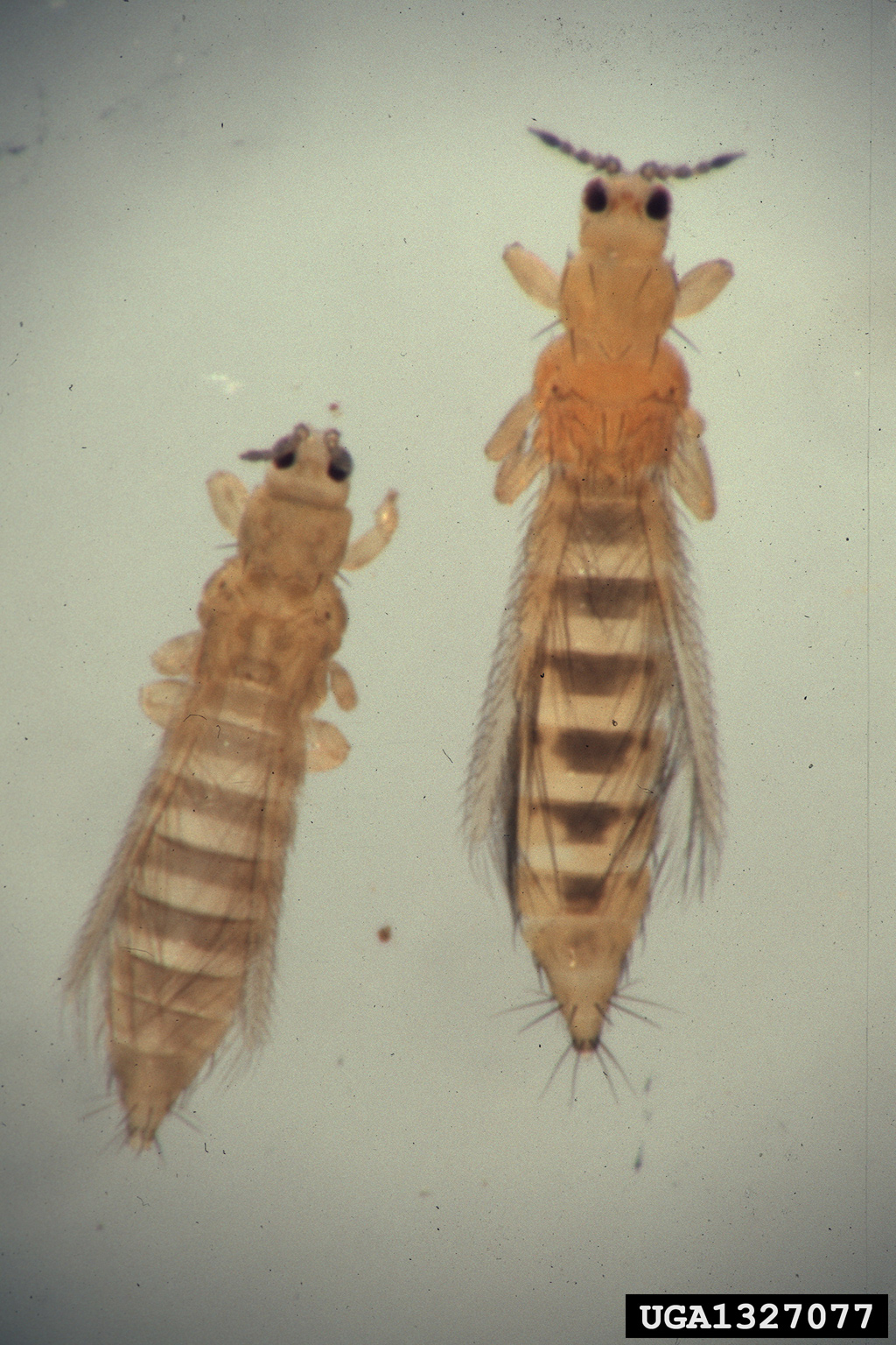 Onion thrips on the left and western flower thrips shown on the right.