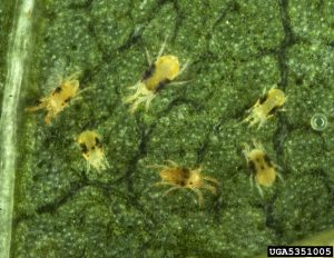 Adult two-spotted spider mites.