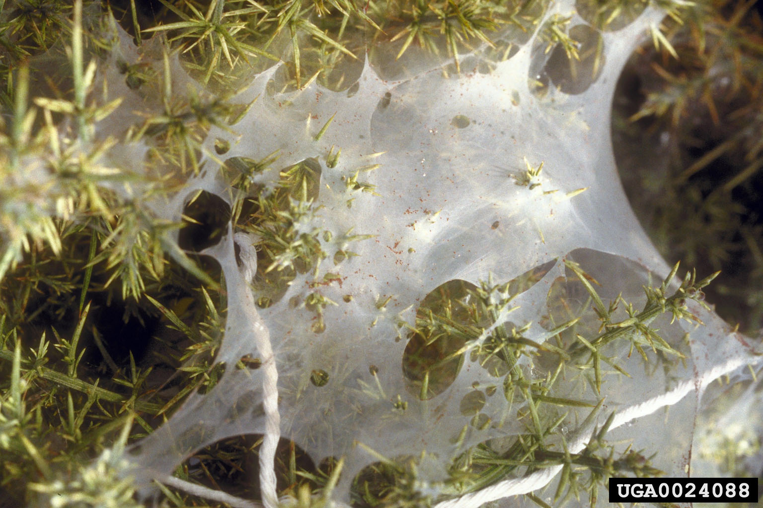 Gorse spider mite web.
