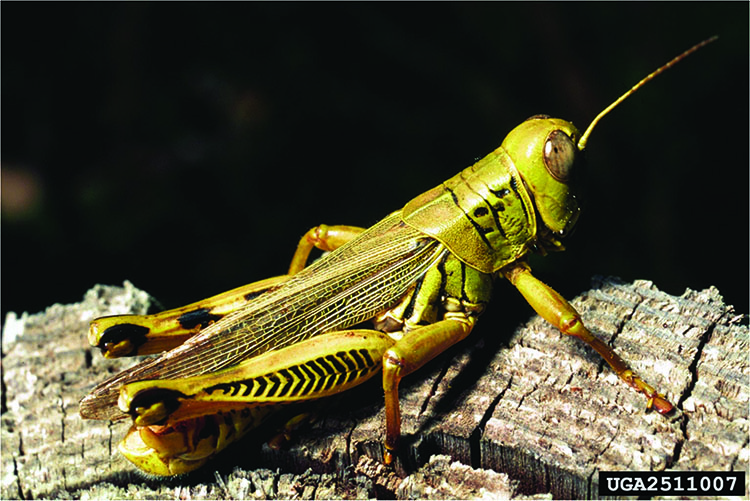 Grasshopper on wood.