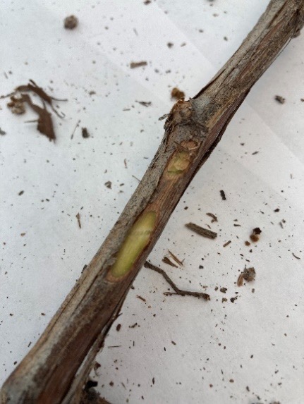 A close up of a cane with a cut.