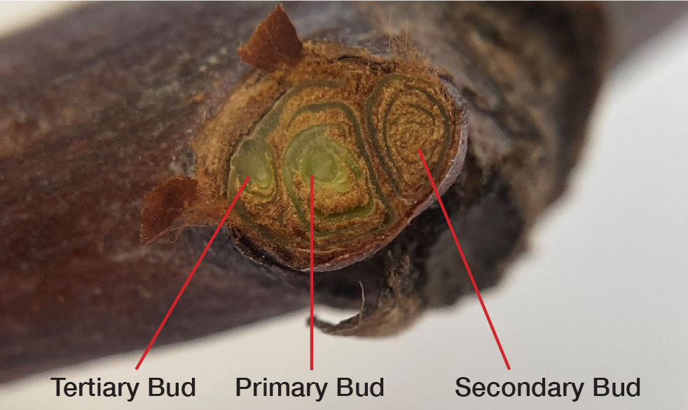 Assessing Grapevine Bud Winter Injury | Oklahoma State University