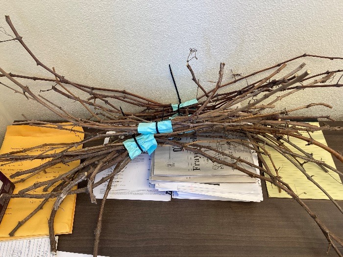 A bunch of canes Seth ID tags on a table with paper work.