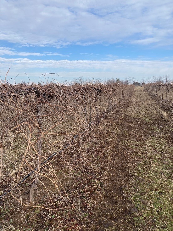 A dried out vineyard filed.