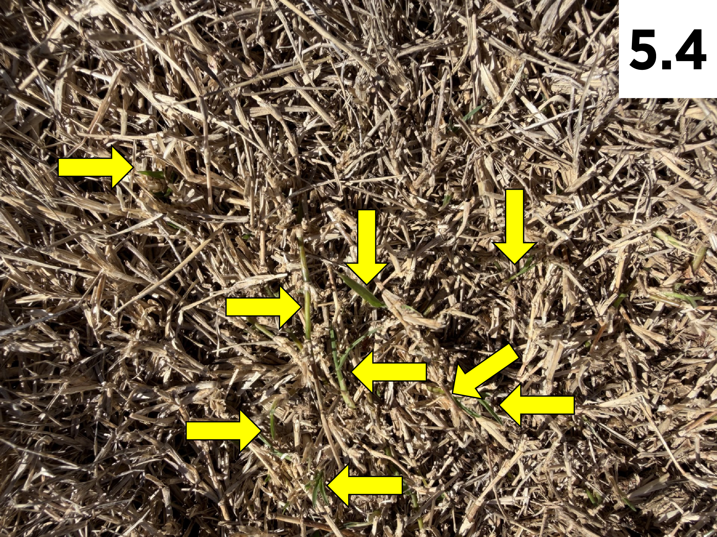 Yellow arrows, pointing out the brushed canopy that has living stolon's and new shoots forming.