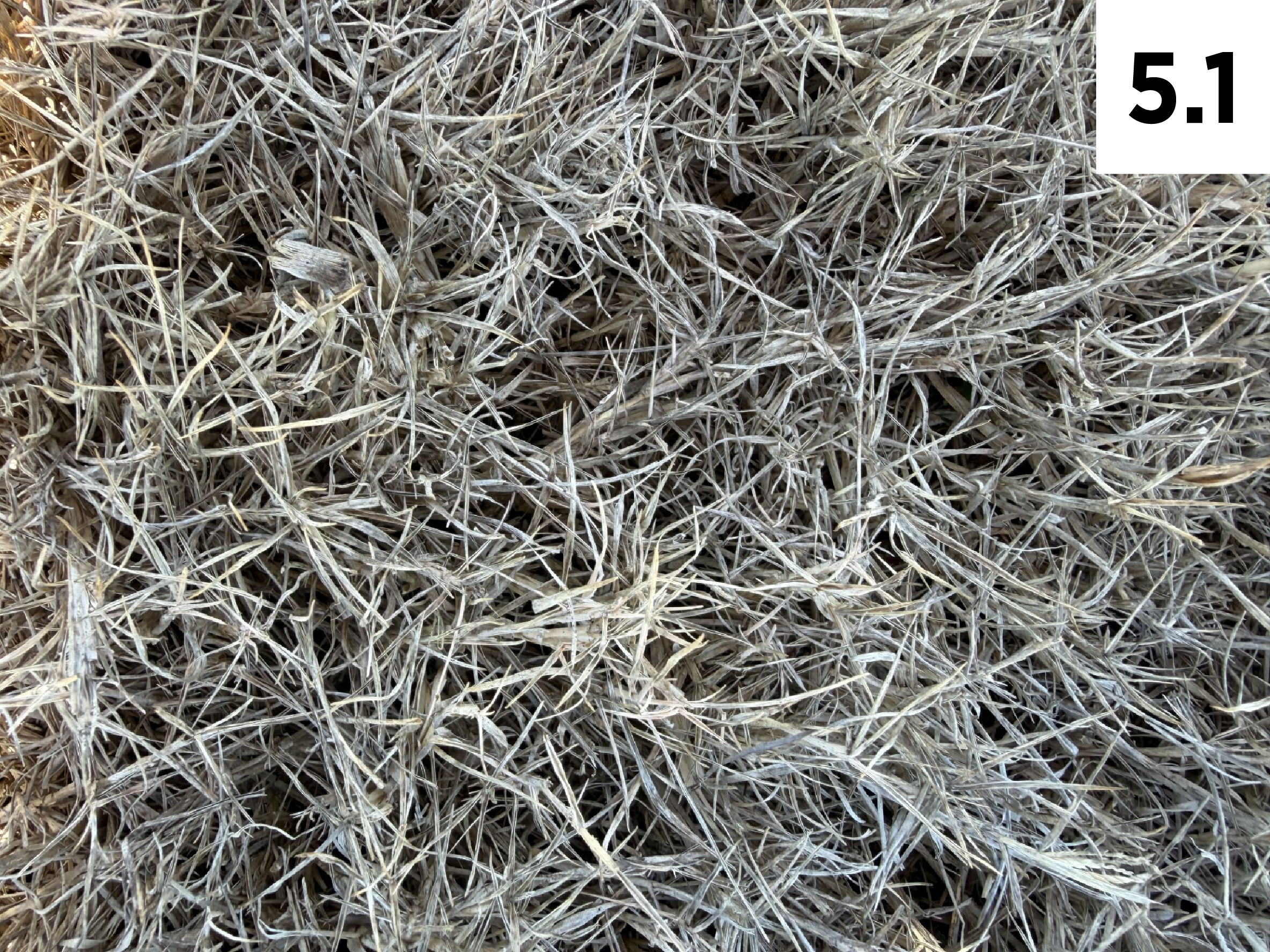 Grey-colored bermudagrass that is considered dead.