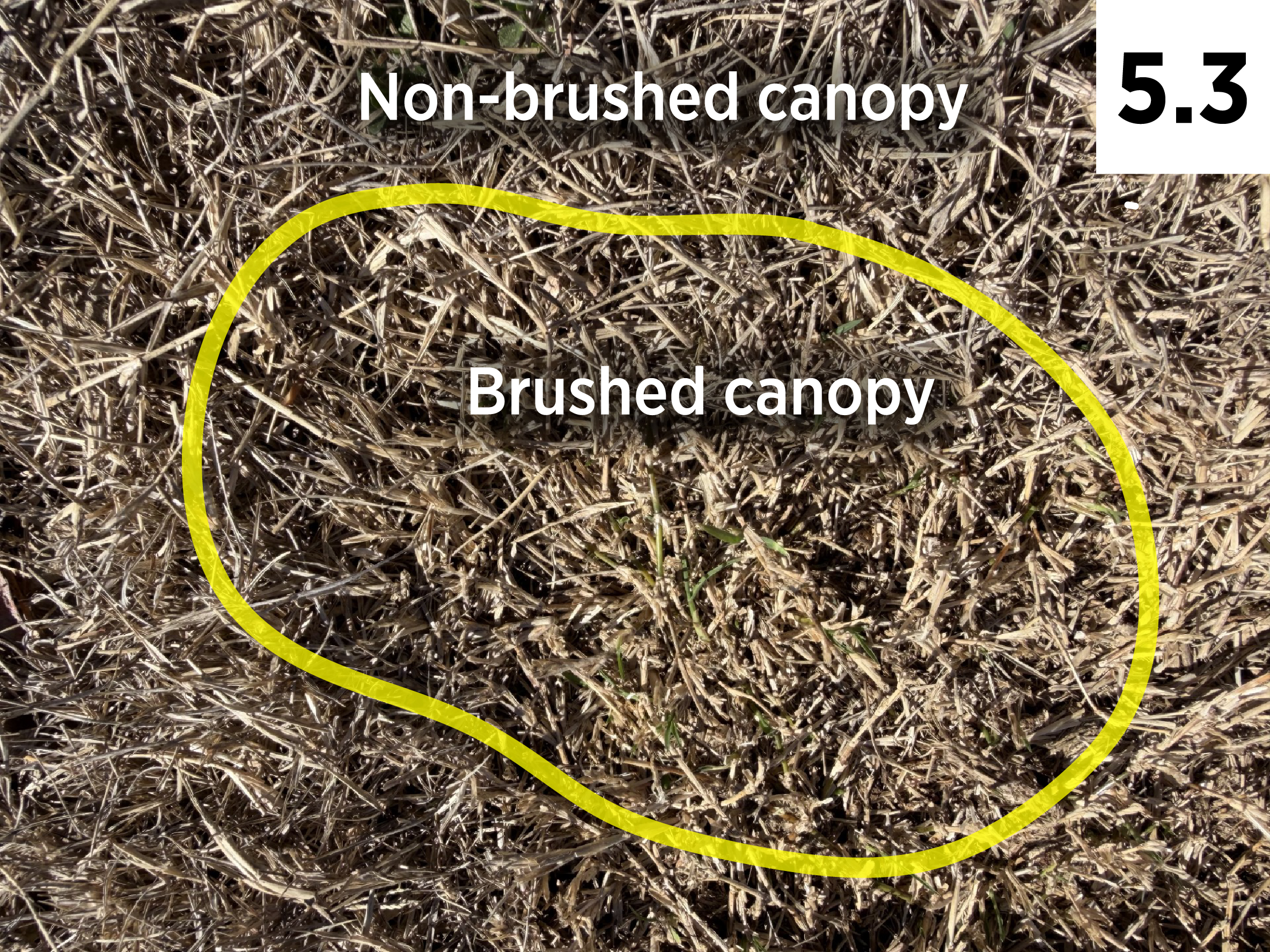 The difference between bermudagrass that is brushed versus non-brushed. 