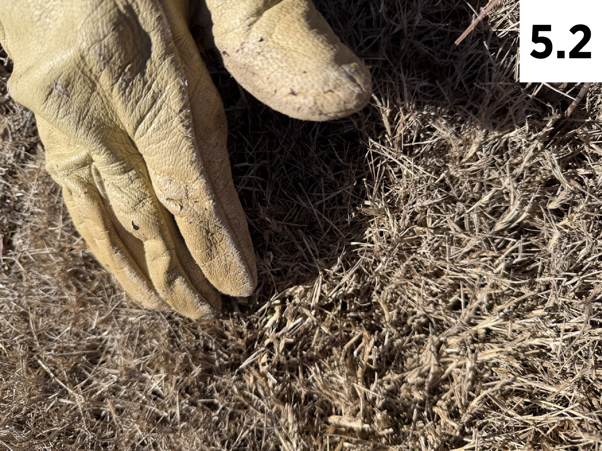 A hand wearing a glove as the person brushes the bermudagrass to defoliate the dead grass.