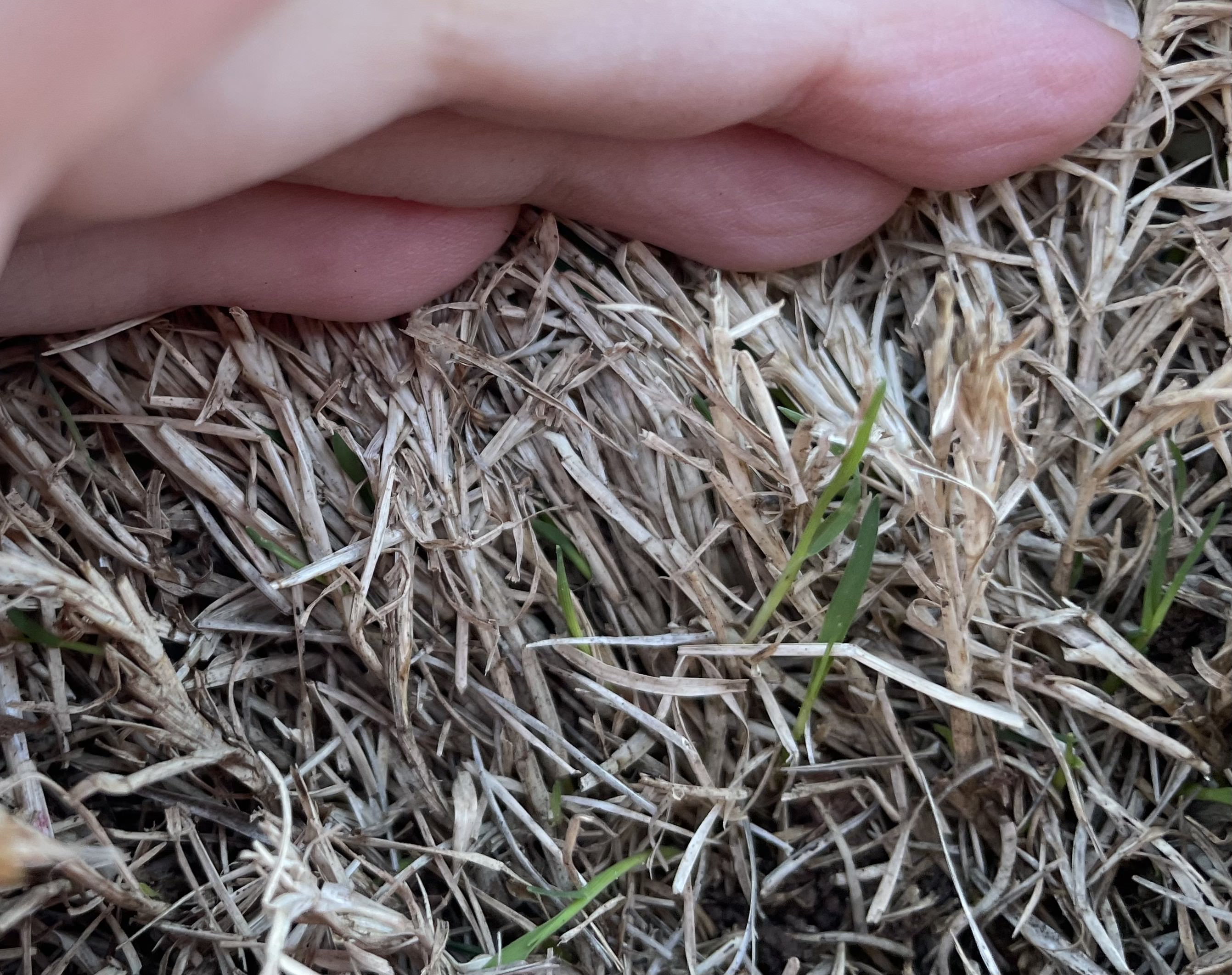 A person using their hand to part the dead leaf canopy, showing the new shoots regenerating.