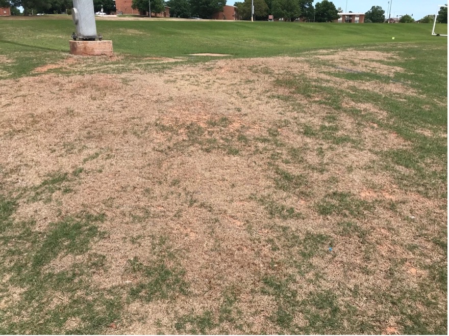 A field of bermudagrass that is patchy, with tan-colored, winter-injured grass.