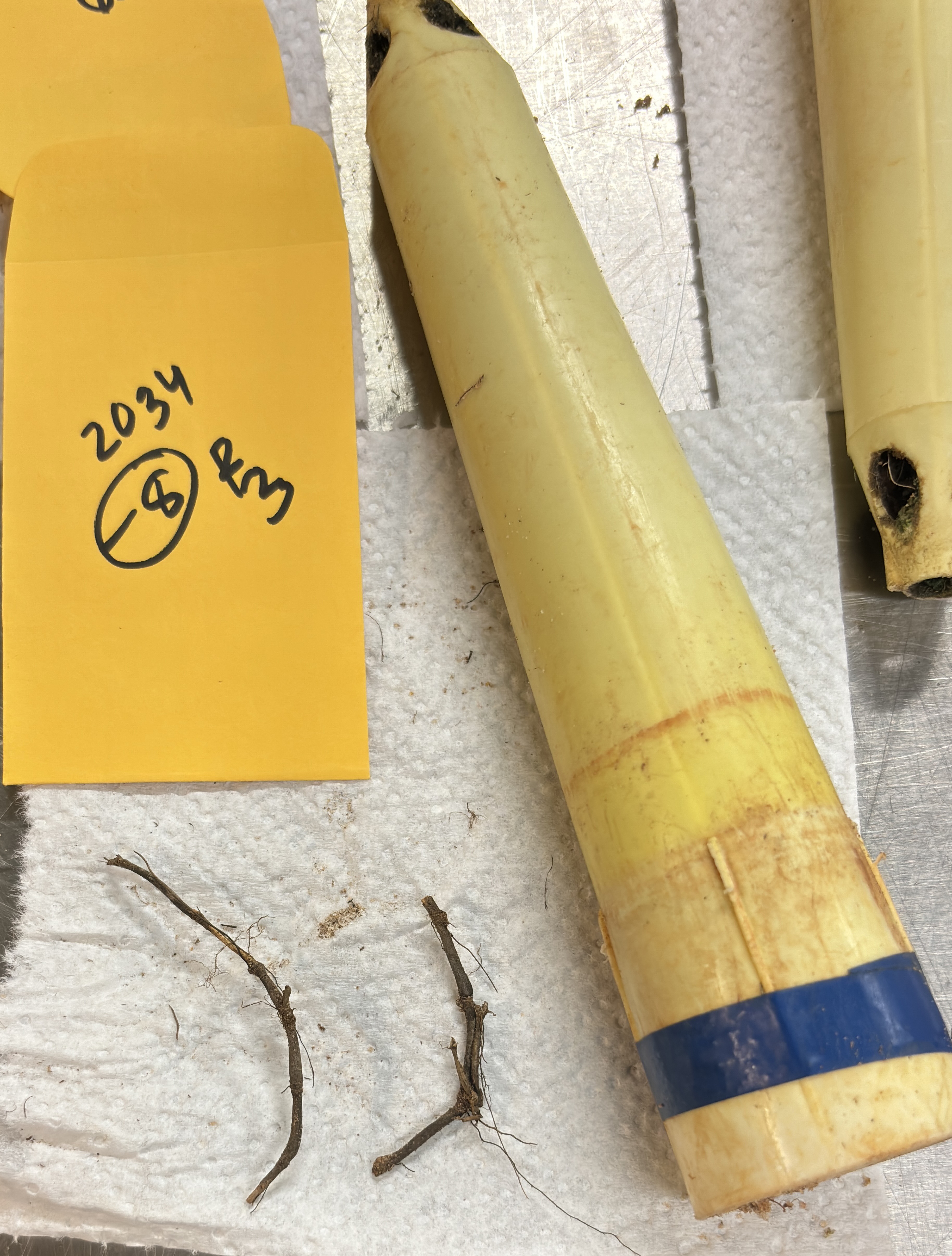 Two dark brown internodes of rhizomes of bermudagrass that are considered unhealthy.
