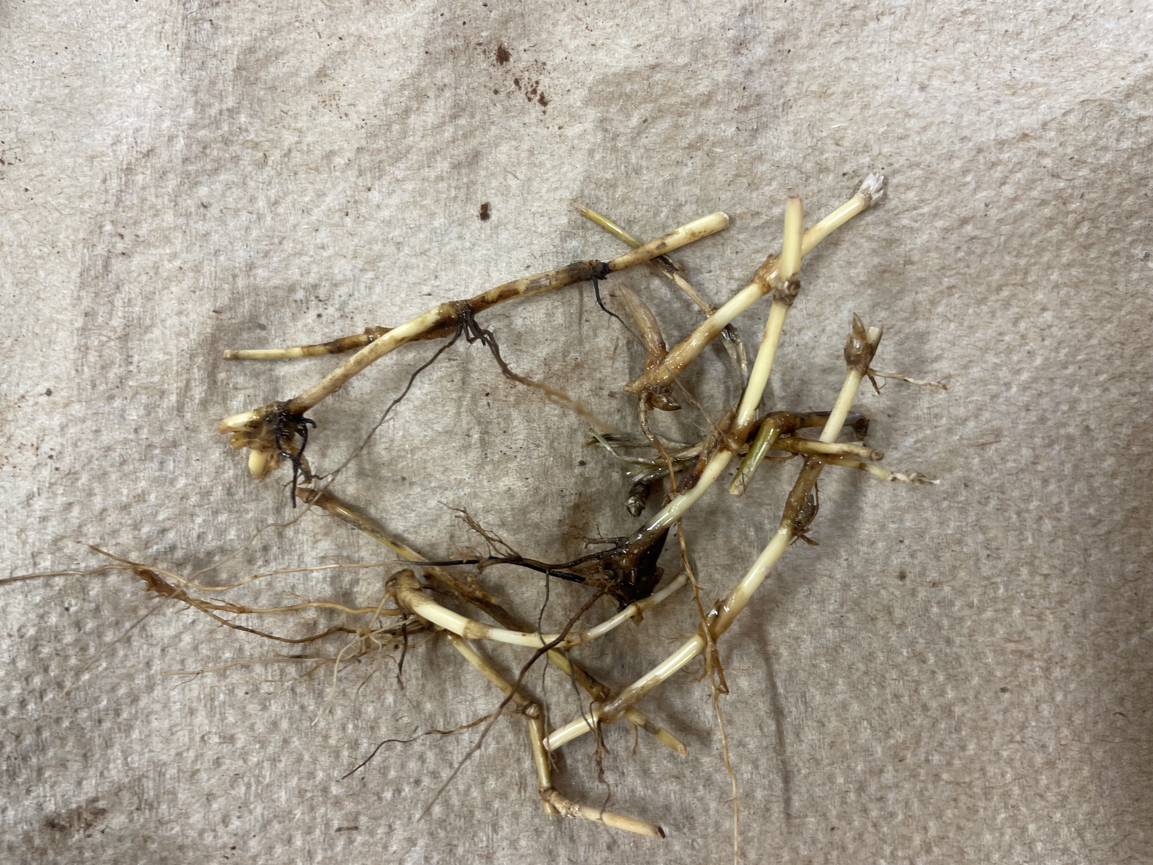 A cluster of lighter tanned colored internodes of rhizomes of bermudagrass that is considered healthy.