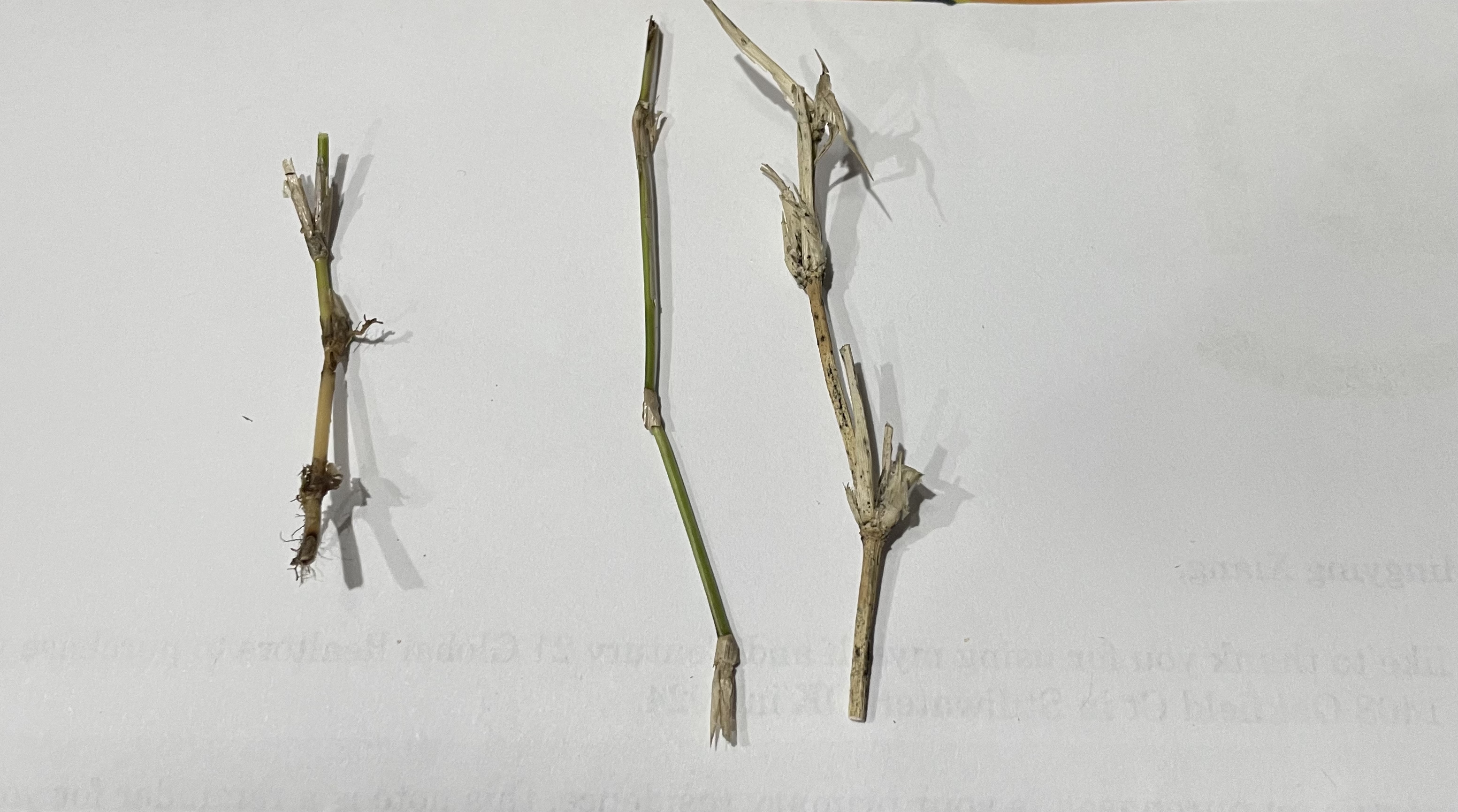 Three stolons of bermudagrass, the left one is short, tan and considered unhealthy, while the two to the right are long and a healthy green color. 
