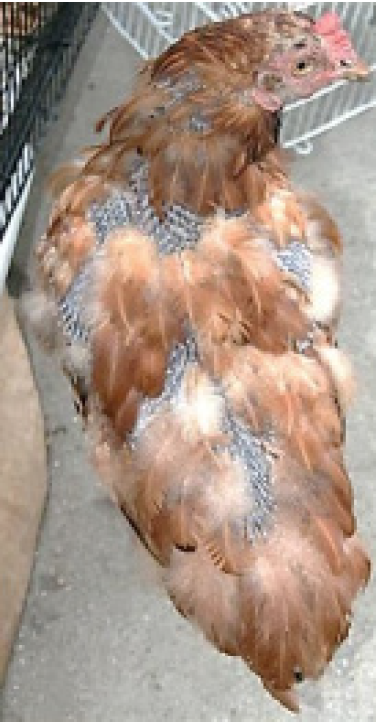 A chicken molting it's layers.