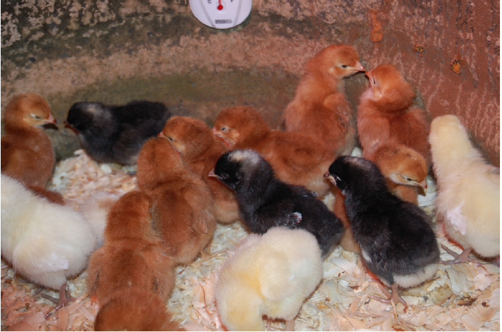 A group of chicks.