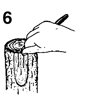 Loosening the flap on a scored bark.