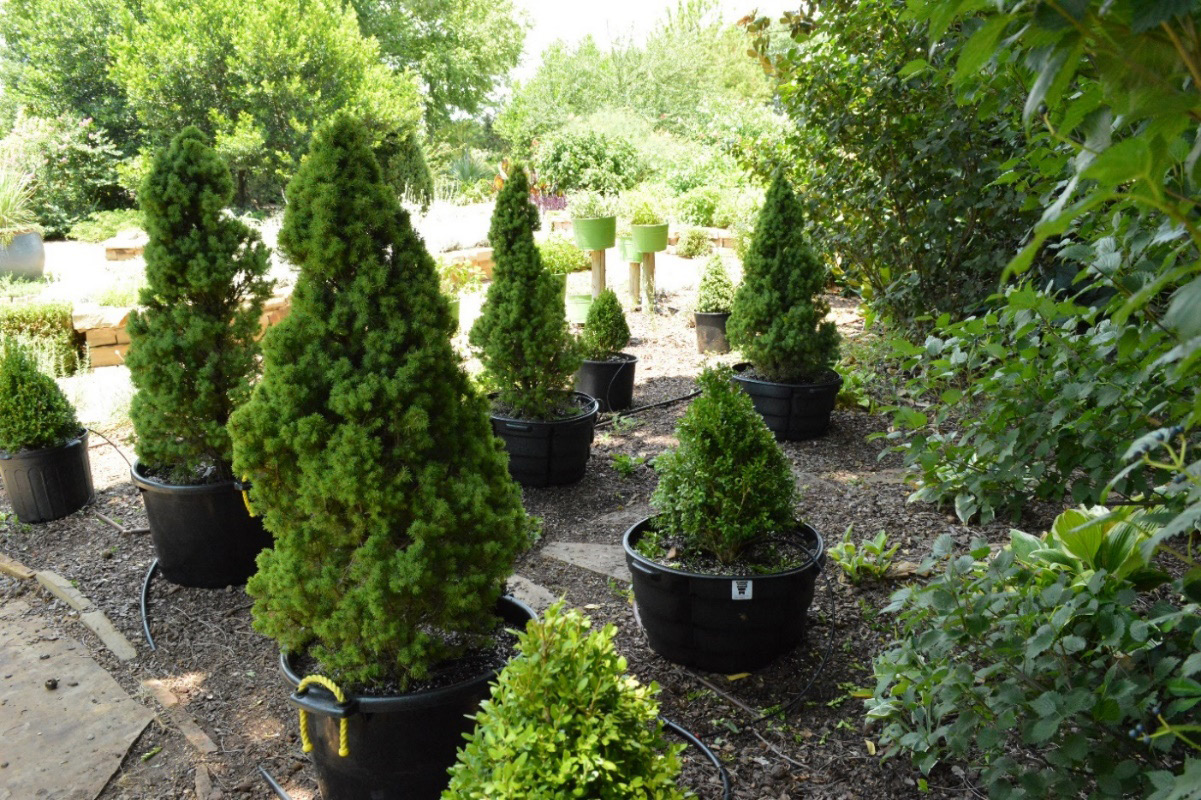 Shrubbery in pots prior to planting Shrubbery in pots prior to planting