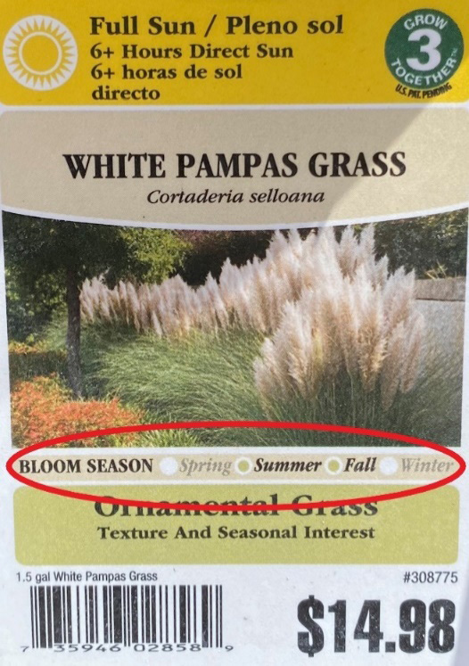 White pampas tag with the bloom time circled White pampas tag with the bloom time circled