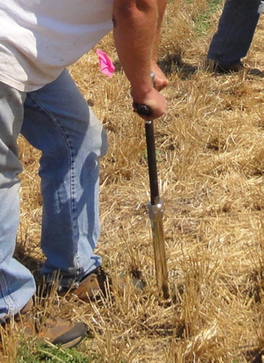 A person using a push probe and driving it into the ground in a field.