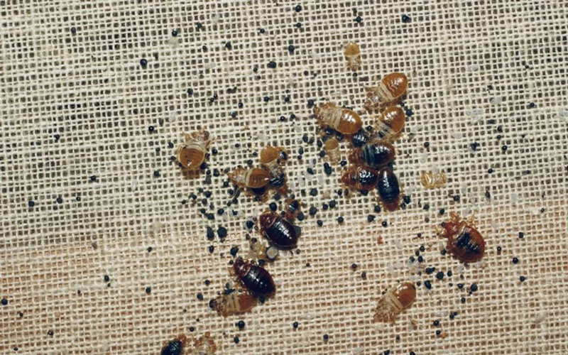 Bed Bugs Reduce Risk While Thrift Ping Oklahoma State University