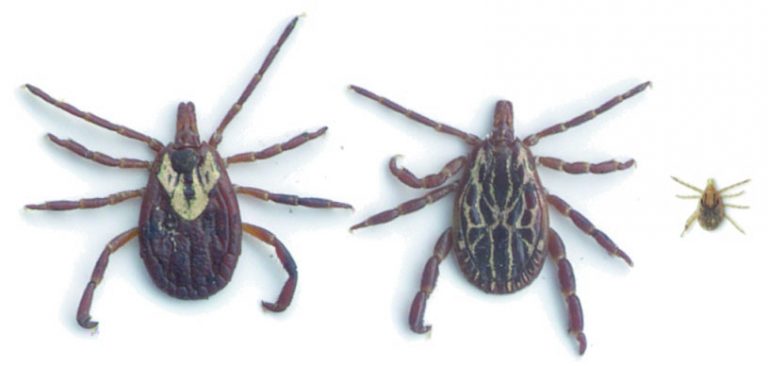 Gulf Coast tick (female, male, and nymph from left to right).