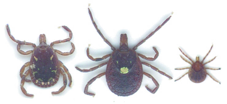 Lone star tick (male, female, and nymph from left to right).