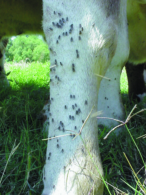 Stable flies as they normally appear on legs of cattle.