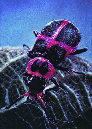 Collops Beetle