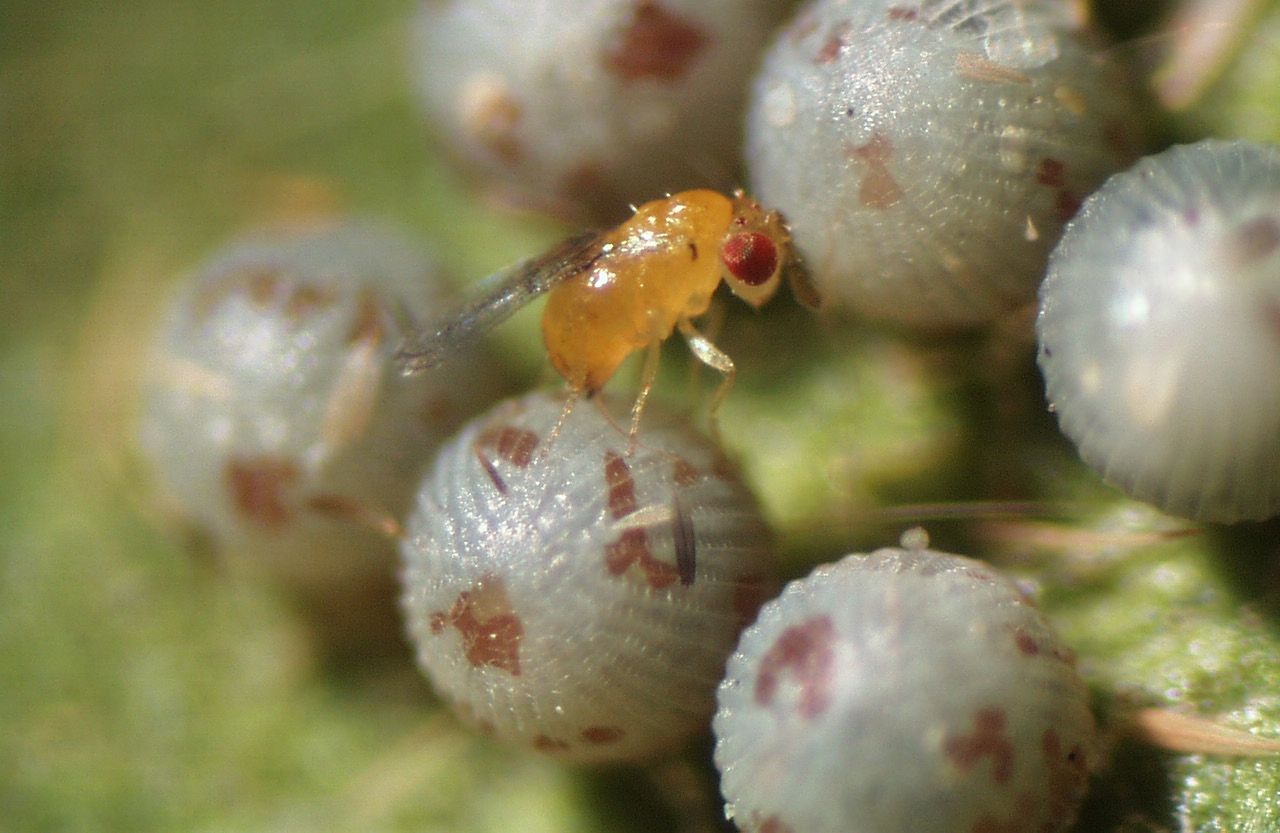 A yellow wasp on round eggs.