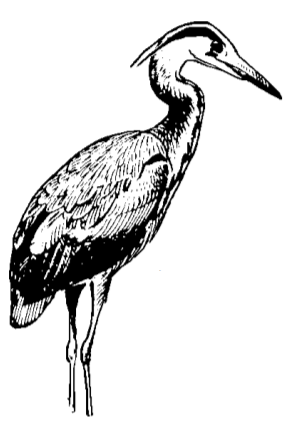 An drawing of a bird. 