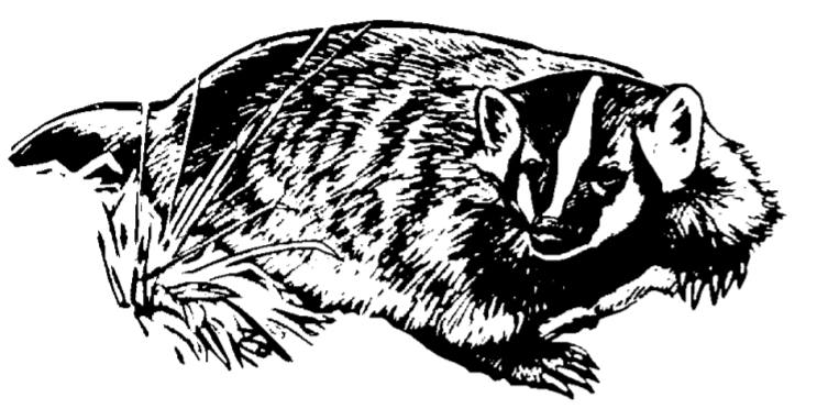 A drawing of a badger.